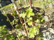 Schwarze Honigbeere