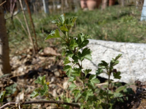 Wildstachelbeere