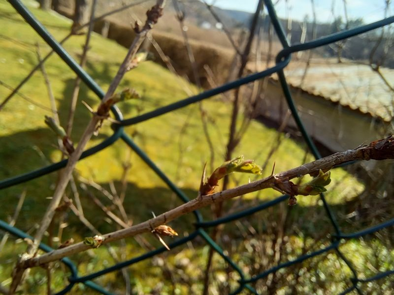 Rolonda