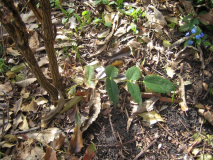 Mahonie, noch 1 Blatt