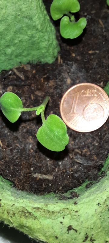 Salvia staminea