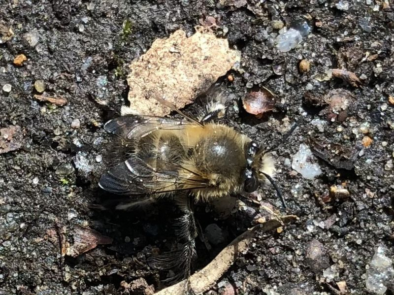 Frühlings-Pelzbiene (Anthophora plumipes) Männchen 