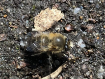 Frühlings-Pelzbiene (Anthophora plumipes) Männchen 