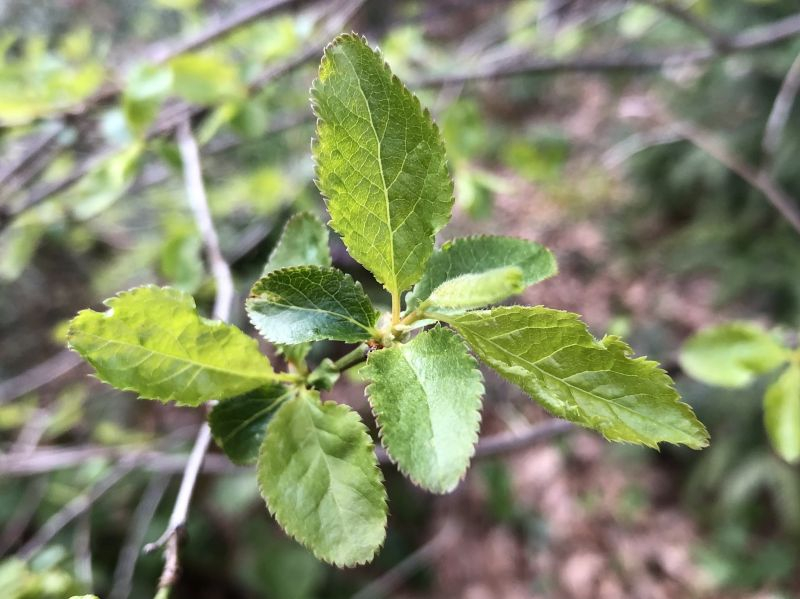 Schlehe / Schwarzdorn Prunus spinosa 