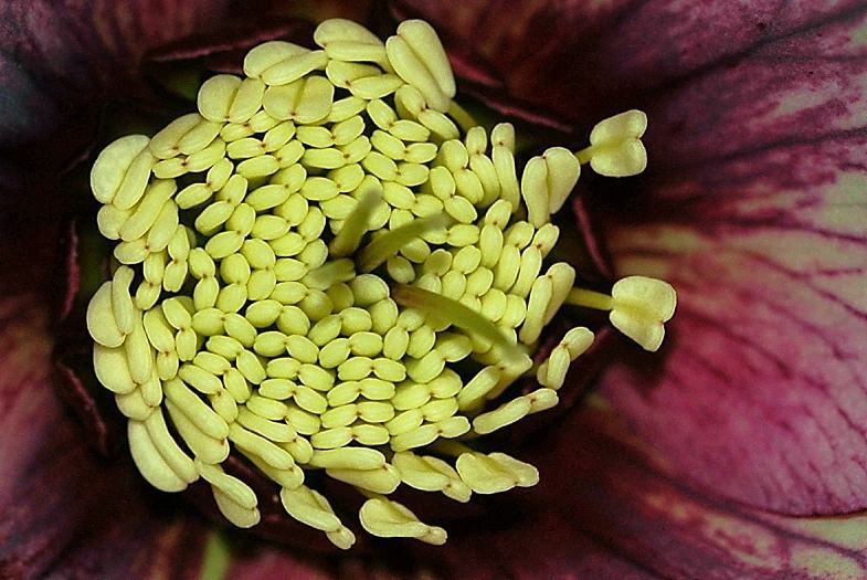Helleborus 2