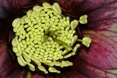 Helleborus 2