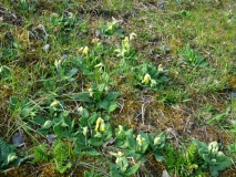 Primula veris im Trockenrasen