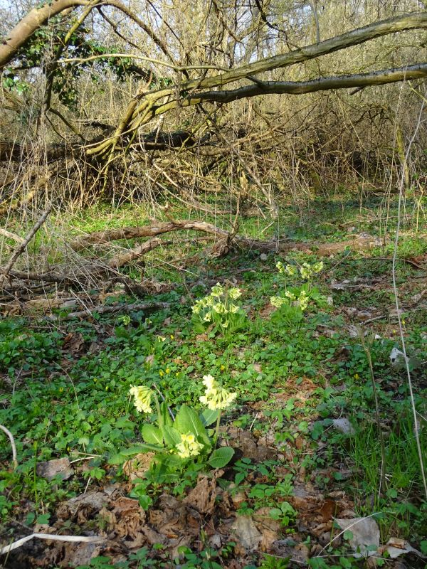 Primula elatior im Bruchwald
