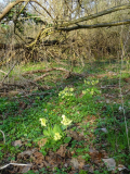 Primula elatior im Bruchwald