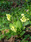 Primula elatior