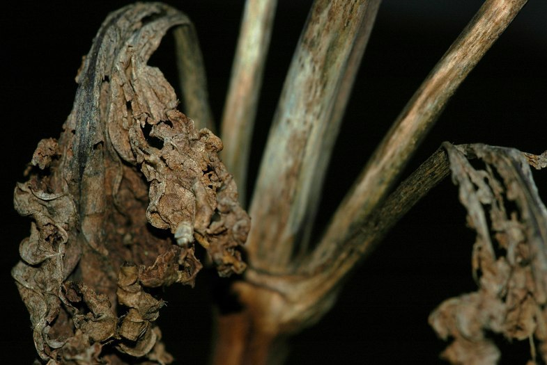 Morbides 2