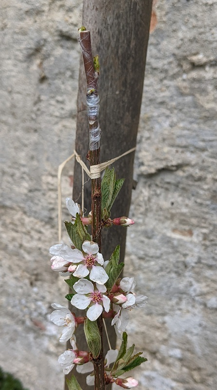 Dapple Dandy auf Filzkirsche