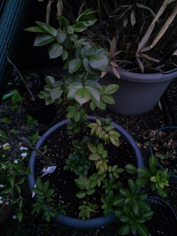 Rosenstecklinge