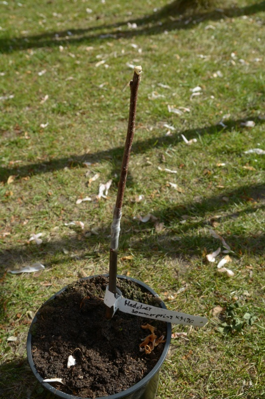 Hadelner Sommerprinz