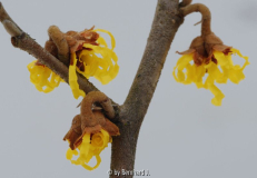 Hamamelis mollis