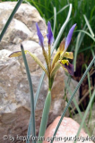 iris pamphylica.jpg