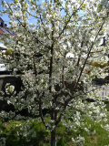 Sauerkirsche NoName