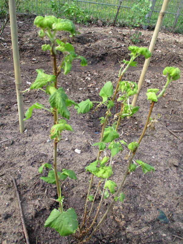 Schwarze Johannisbeere 