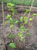 Schwarze Johannisbeere 