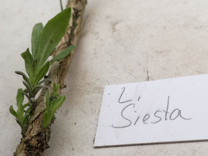 L_a_Siesta_12_04_2019_2