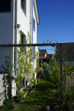 Beerengarten mit Aprikosen