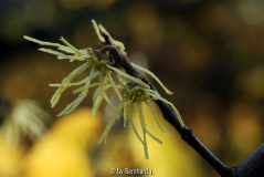Hamamelis virginiana - herbstblühende Zaubernuß