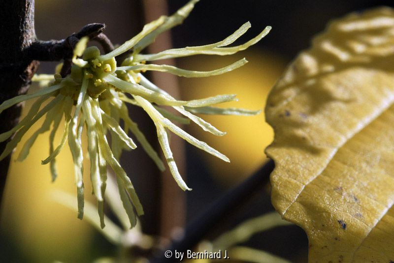 Hamamelis virginiana - herbstblühende Zaubernuß 2