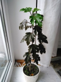 Hibiskus Sämling aus 2020