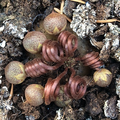 Cyclamen mirabile