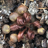 Cyclamen mirabile