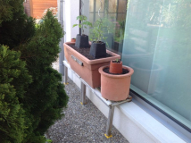 Quisi, quasiBodygard bei den Tomaten.