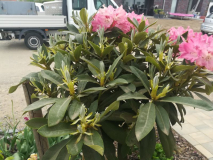 Rhododendron mit Blüten auf einer Seite