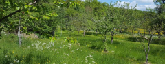 Wiesenkerbel auf meiner Wiese