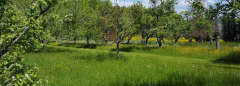 Wiesenkerbel beim Nachbar