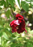 Paeonia Sang Lorrain