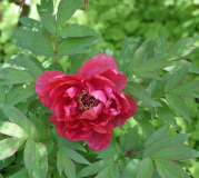 Paeonia Kao