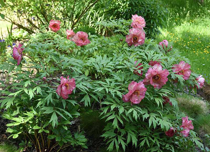 Paeonia Hesperus
