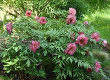Paeonia Hesperus