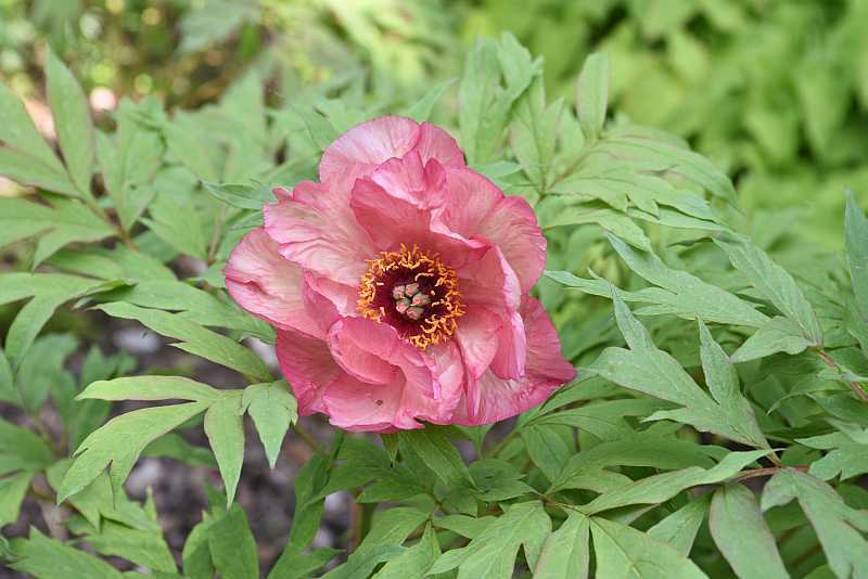 Paeonia Hesperus Blüte