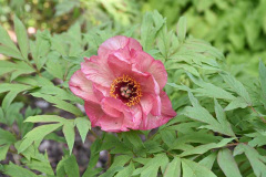 Paeonia Hesperus Blüte