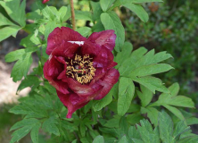 Paeonia Black Pirate