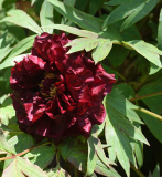 Paeonia Vesuvian