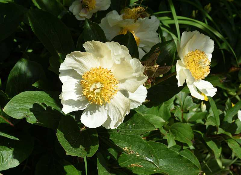 Paeonia Claire de lune