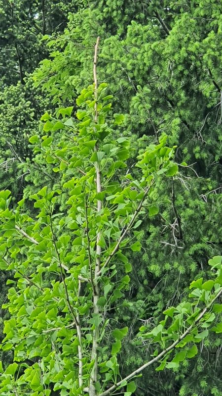 Ginkgospitze
