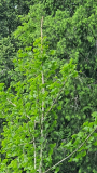 Ginkgospitze