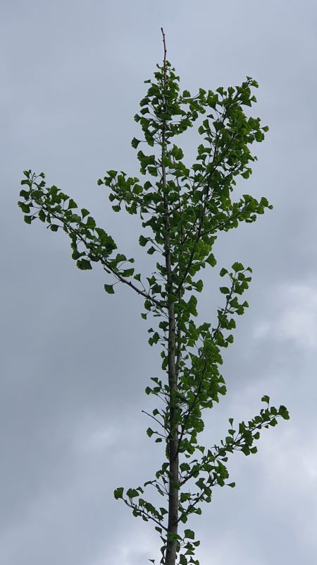 Ginkgoseitentrieb1