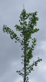Ginkgoseitentrieb1