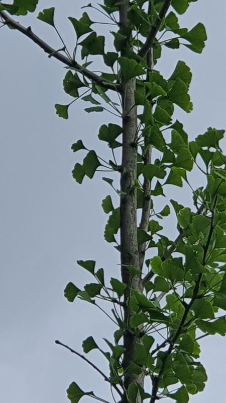 Ginkgoseitentrieb2