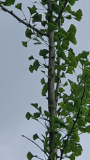 Ginkgoseitentrieb2