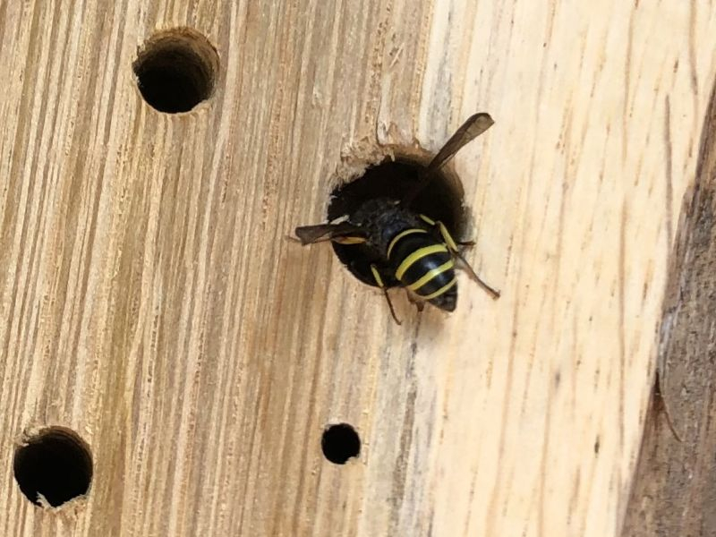Lehmwespe (Ancistrocerus sp)